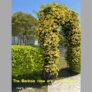 The Banksia rose are in full bloom.