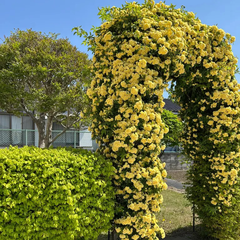 薔薇のアーチ